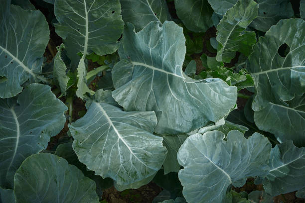 Sukuma Wiki (Fresh Collard Greens / Kales